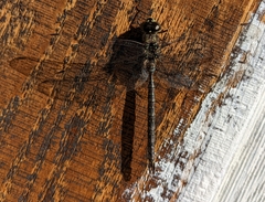 Aeshna canadensis