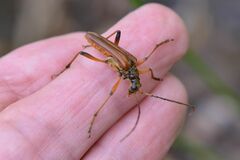 Stenocorus meridianus