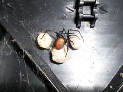 Latrodectus hasselti