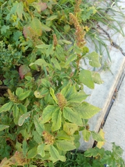 Amaranthus hybridus