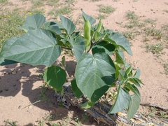 Datura innoxia