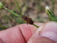 Spilostethus rivularis
