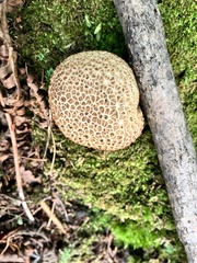 Scleroderma areolatum