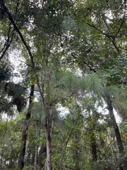 Pinus glabra