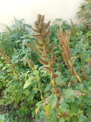 Amaranthus hybridus