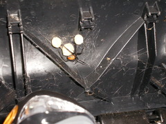 Latrodectus hasselti