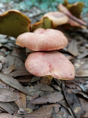 Lanmaoa pseudosensibilis