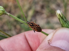 Spilostethus rivularis