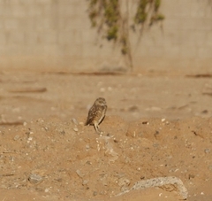 Athene cunicularia hypugaea