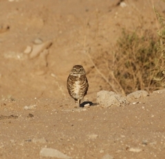 Athene cunicularia hypugaea