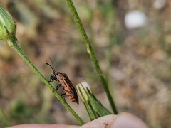 Spilostethus rivularis