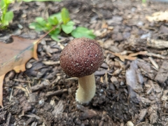 Stropharia rugosoannulata