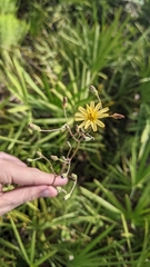Hieracium megacephalon