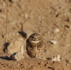 Athene cunicularia hypugaea