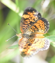 Phyciodes tharos