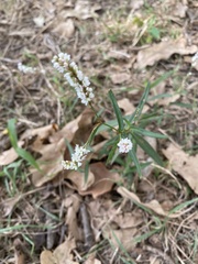 Liriope spicata