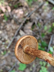 Cortinarius armillatus