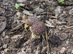 Stropharia rugosoannulata