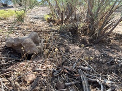 Oncosiphon pilulifer