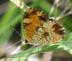 Phyciodes tharos