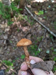 Cortinarius armillatus