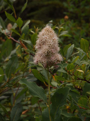 Spiraea × hitchcockii