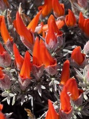 Anarthrophyllum desideratum