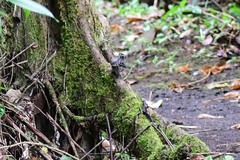 Thamnophilus doliatus