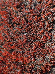 Anarthrophyllum desideratum