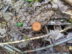 Cortinarius armillatus