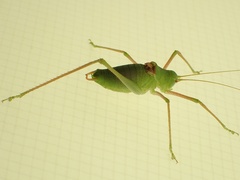 Poecilimon schmidtii