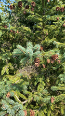 Picea glauca