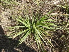 Eryngium horridum