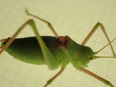 Poecilimon schmidtii