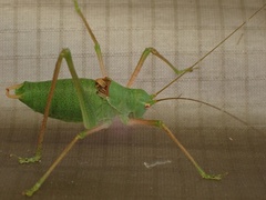 Poecilimon schmidtii