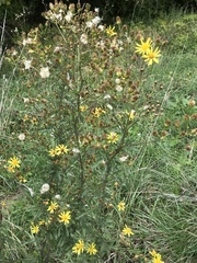 Jacobaea