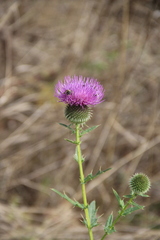 Cirsium ciliatum