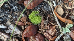 Leucobryum