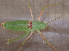 Poecilimon schmidtii