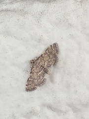 Anageshna primordialis