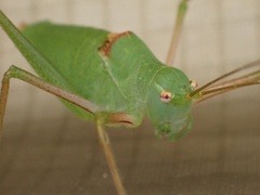 Poecilimon schmidtii