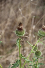 Cirsium ciliatum