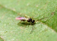 Aphidiinae