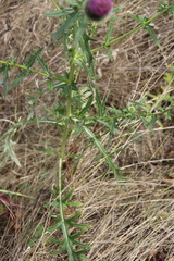 Cirsium ciliatum