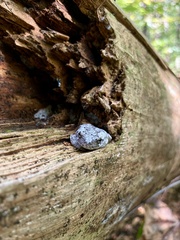 Hyla chrysoscelis