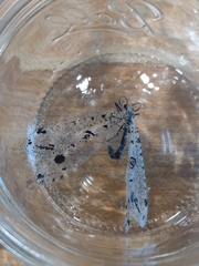 Dendroleon obsoletus
