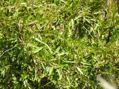 Muehlenbeckia sagittifolia