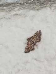 Anageshna primordialis