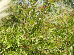 Muehlenbeckia sagittifolia