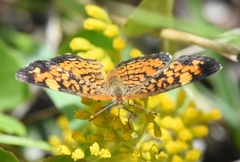 Phyciodes tharos